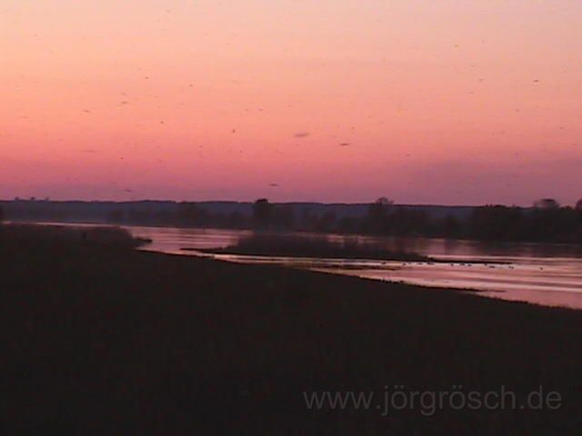 200105 oder.jpg - Sonnenuntergang an der Oder - Millonen kleiner Fliegen